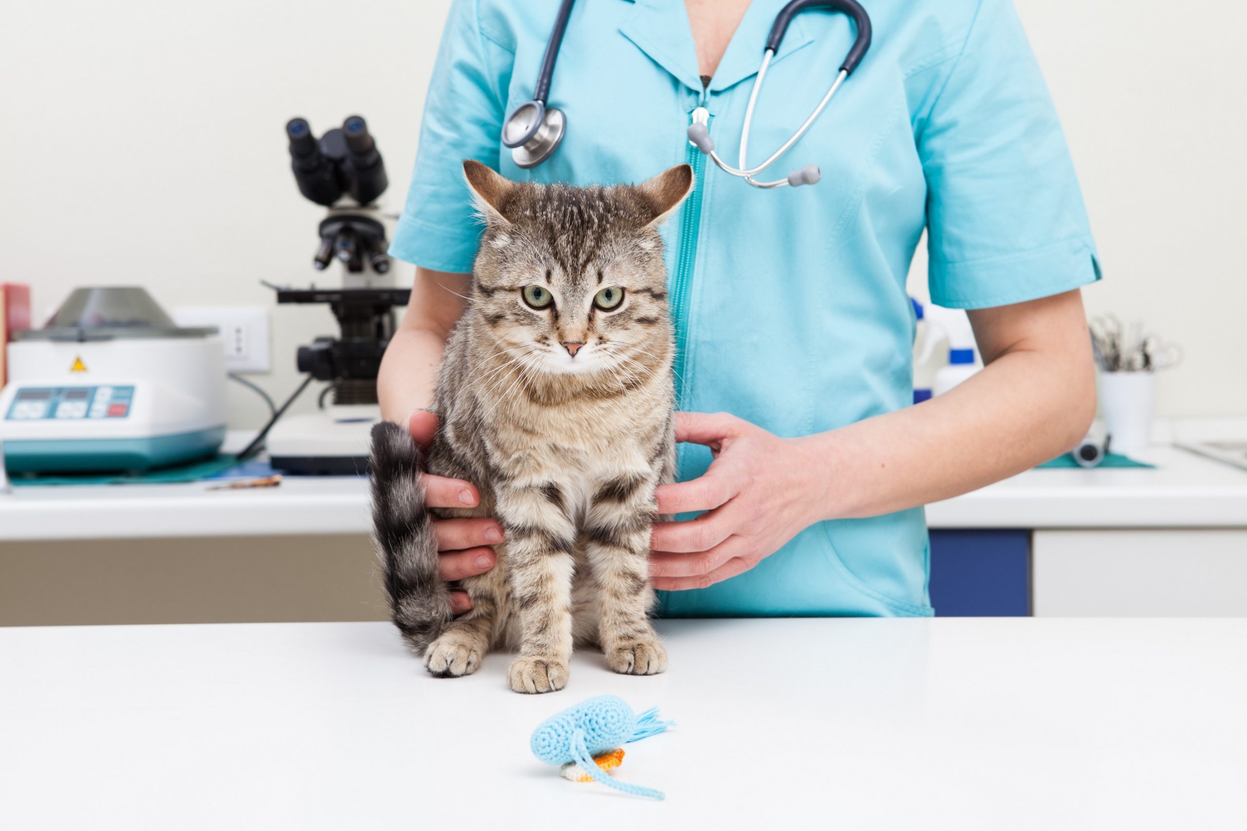 Veterinary exam and pet travel preparation