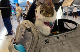 International pet travel