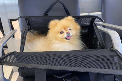 Pet identification and medical records