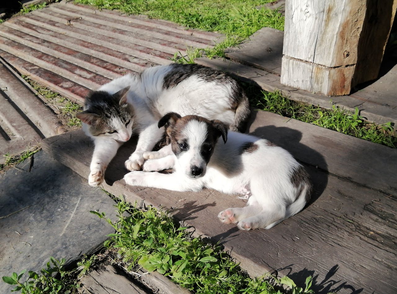 puppy and kitten Preventative