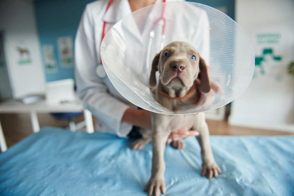 Veterinarian preparing a pet for surgery at Moffitt Animal Clinic