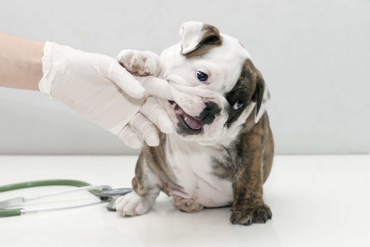 Signs your pet may have dental pain