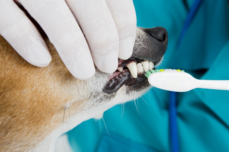 How to prepare your pet for a dental cleaning