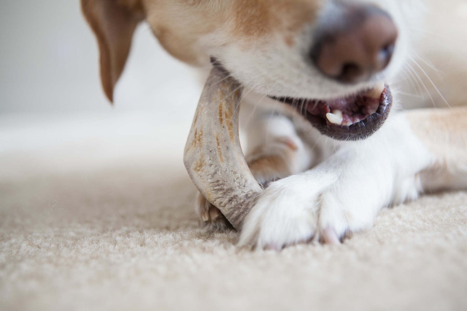Veterinarian examining a dog's teeth during a dental health checkup