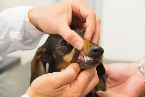 What happens during a dental cleaning for pets