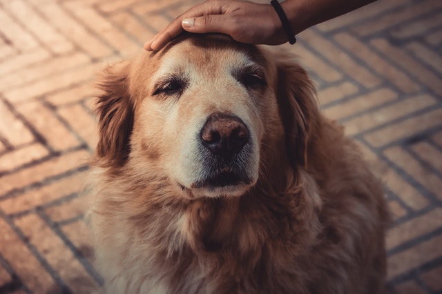 Pet behavior and quality of life care at Moffitt Animal Clinic